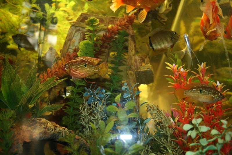 fish in aquarium with decorations